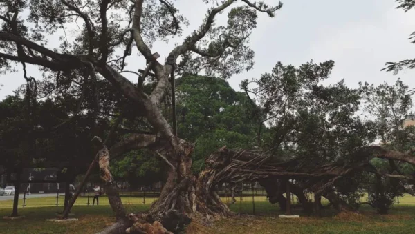 台南成功大学，火车站后面的光复校区