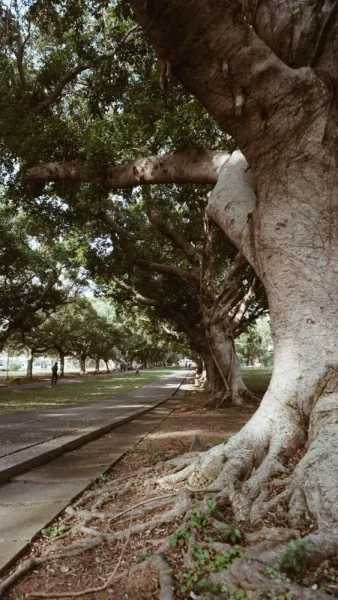台中东海大学，拍树也是我的恶趣味，其实建筑比植物好看