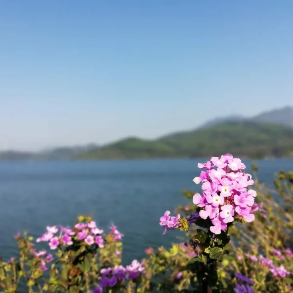 深圳水库，蓝的像海一样