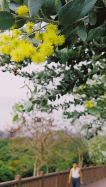 第一次走梧桐绿道，第一次看到这种小黄花