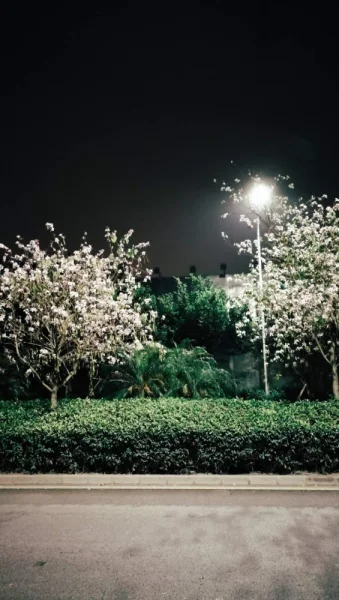 红树湾地铁站，所谓雨夜花