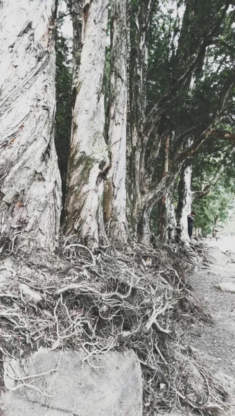 千年古树，据说叫白千层