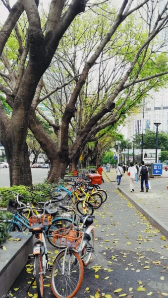 宝安南路，也许是秋天