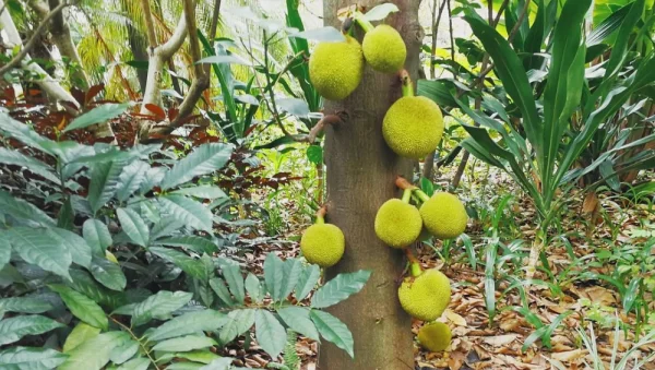 巴马小屋。神奇的私房菜馆，在高速路里