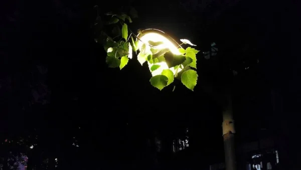 出门夜跑时小区里的路灯