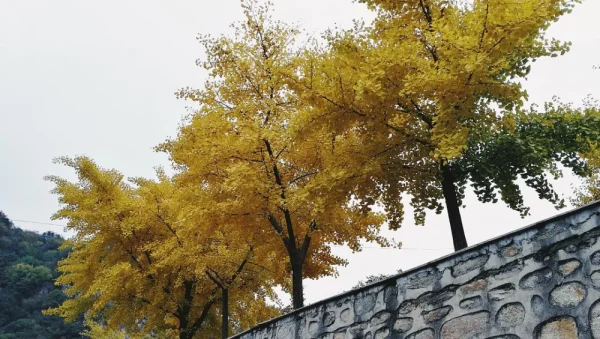 神堂裕栈道。已经变色一半的叶子
