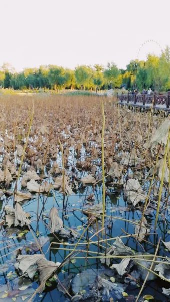 龙潭西湖公园。有点辛苦的跑步路程，夕阳下的湖水很美