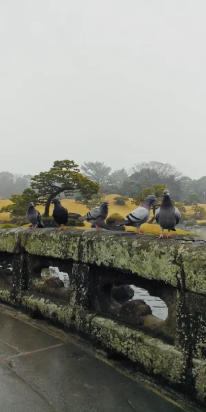 熊本水前寺成趣园。小巧不失精美
