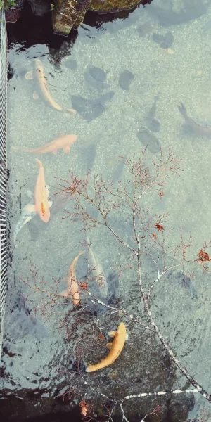 熊本水前寺成趣园的金鱼