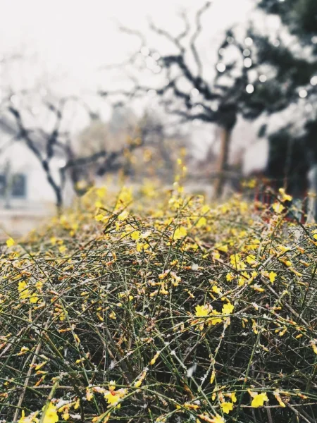 迎春花配雪，而我却从来不知道什么时候连花都开了