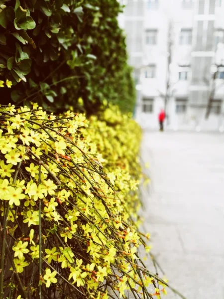 北京中医药大学。终于认识了迎春花