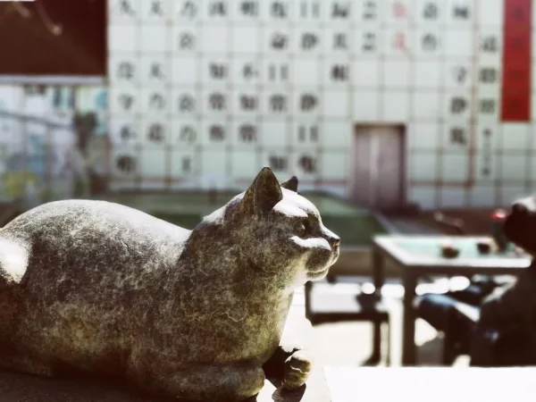 观复博物馆充满了猫