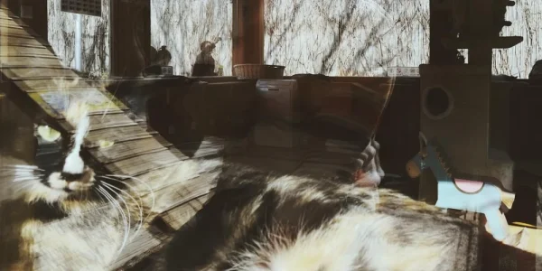 观复博物馆充满了猫