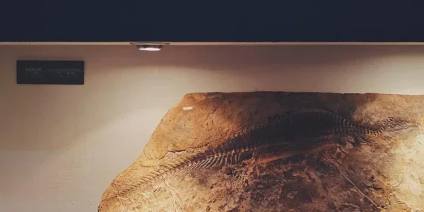 地质博物馆里的远古动物
