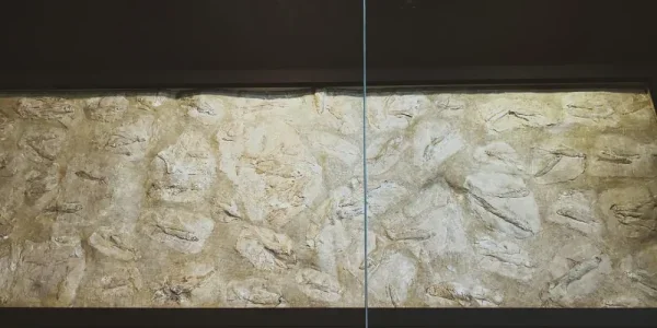 周口店遗址博物馆。古代的鱼化石