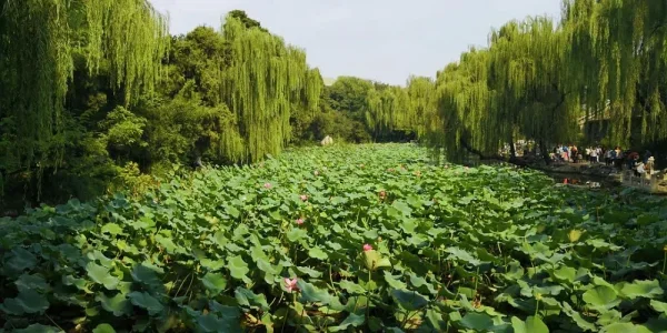 只有荷塘挤湖了人