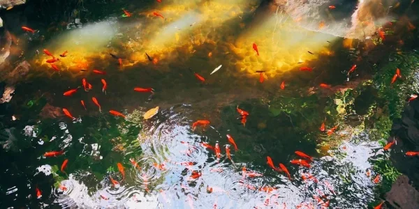 北京植物园