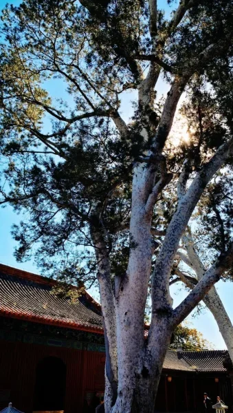 法海寺的千年白皮松，配上下午斜下来的阳光，的确是可以。