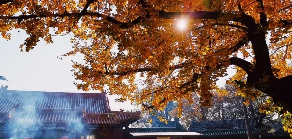 八大处。银杏有几棵，香火也很旺，不过新建的感觉特别浓烈
