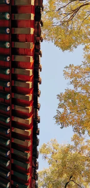 智化寺。最后的黄叶