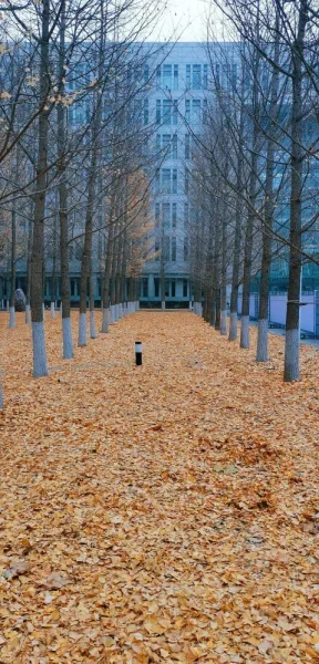 中国科学院动物研究所。看了一场今年最后的黄叶