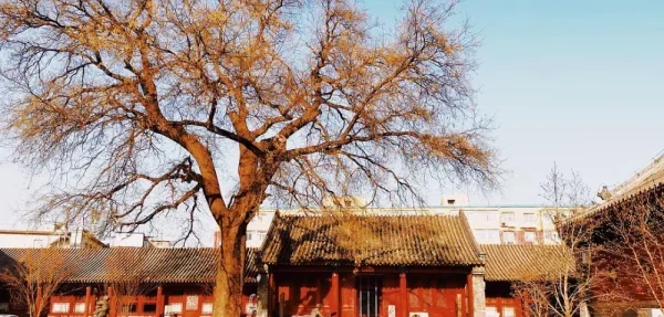 长椿寺
