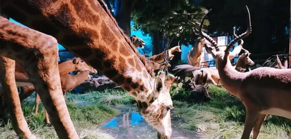 自然博物馆