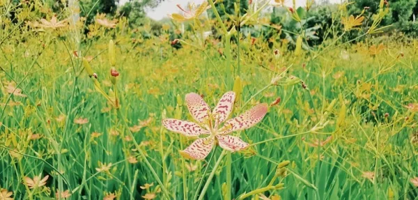 淘金山绿道。走绿道经常能看见没见过的花