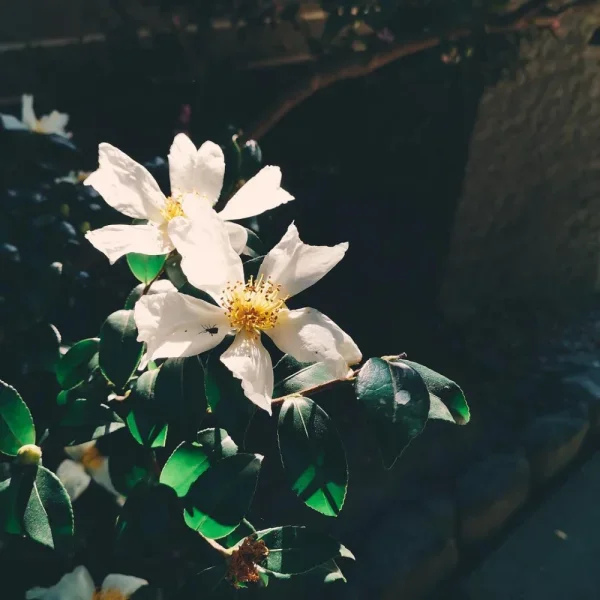 神社里的茶花