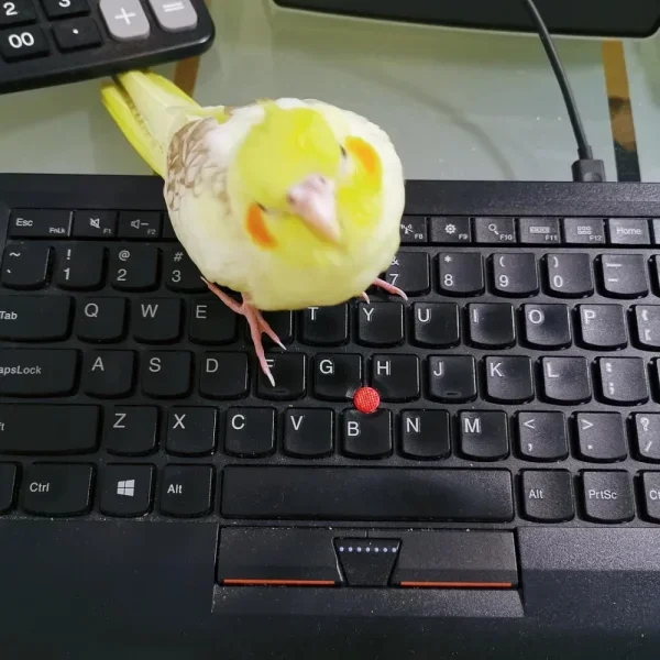暂住的小鸡