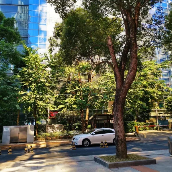 金色的午后