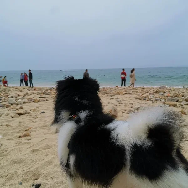 杨梅坑，害怕海的狗子，不敢往前走了