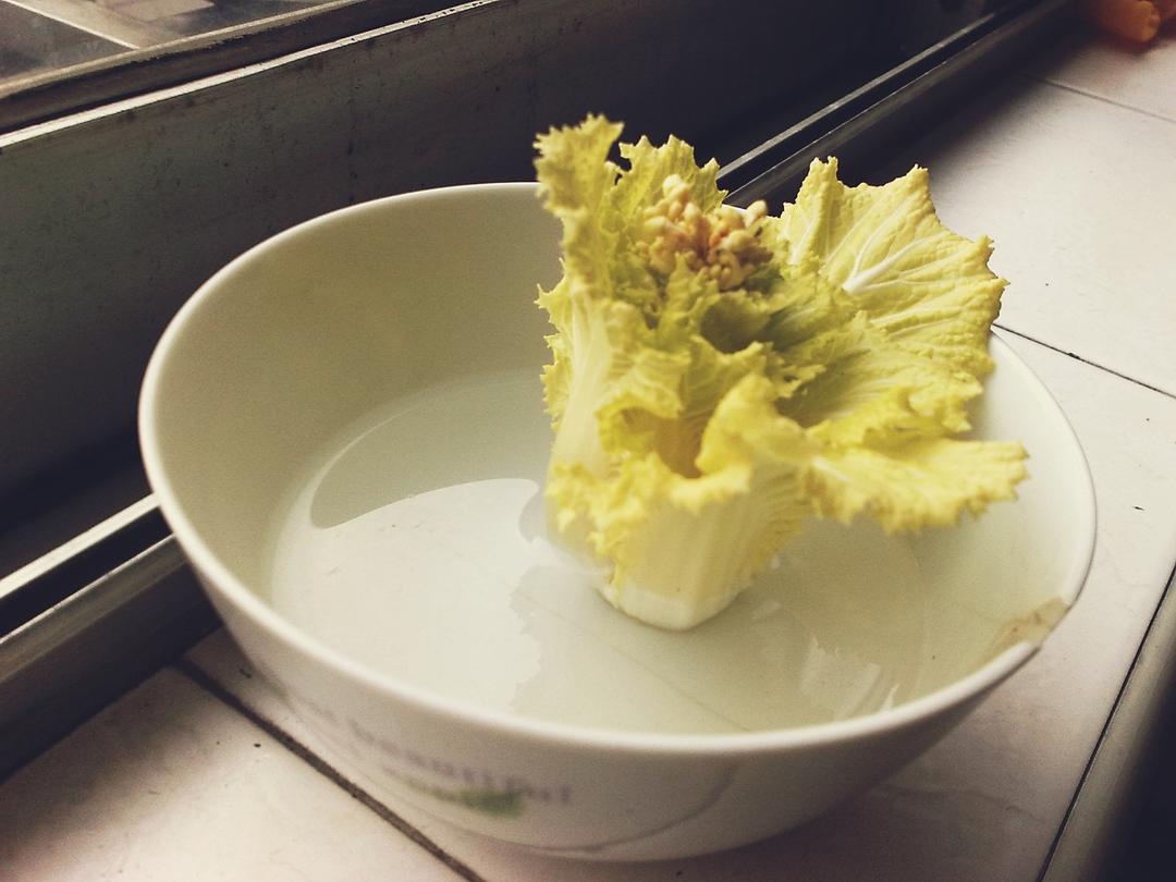 无锡的春节，快开花的白菜心