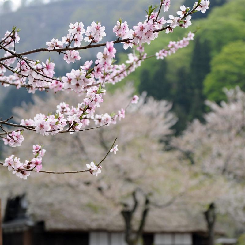 看四月里的烟花
