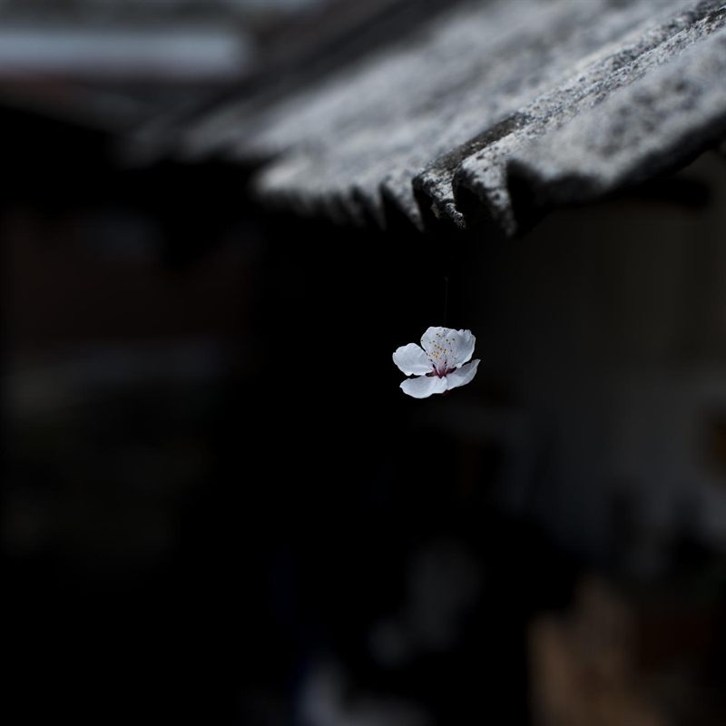 一段情 前世篇